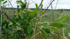 Spiraea crenata