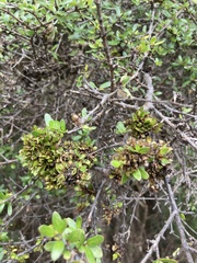 Coprosma propinqua