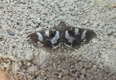 Desmia bajulalis