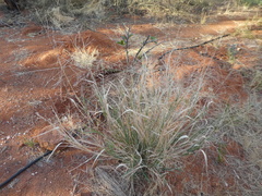 Panicum decompositum
