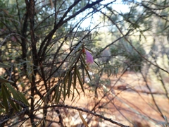 Eremophila youngii