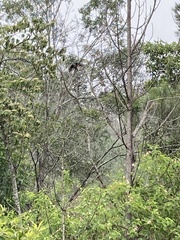 Alisterus scapularis