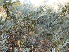 Eremophila youngii