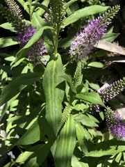 Veronica × andersonii