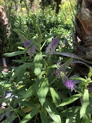 Veronica × andersonii