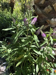 Veronica × andersonii