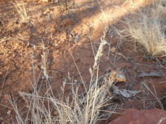 Enneapogon polyphyllus