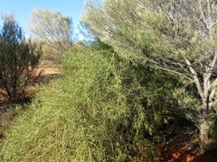 Eremophila polyclada