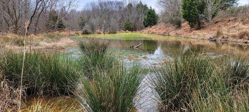 Juncus effusus
