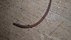 Batrachoseps gregarius