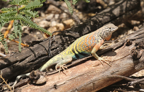 Greater Earless Lizard, Catalina Foothills, AZ, USA, photo 9 of 10
