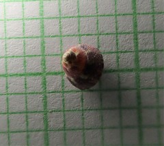 Micrelenchus sanguineus