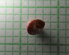 Micrelenchus sanguineus