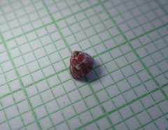 Micrelenchus sanguineus