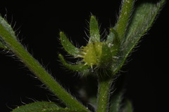 Lappula occidentalis occidentalis