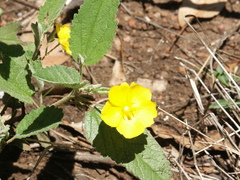 Sida hackettiana