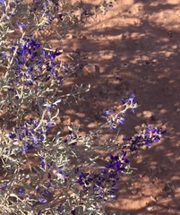 Psorothamnus fremontii