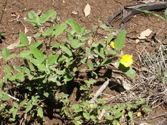 Sida hackettiana