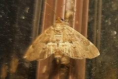 Hymenia