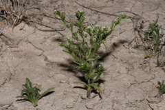 Lappula occidentalis occidentalis