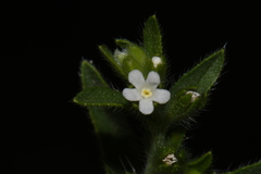 Lappula occidentalis occidentalis