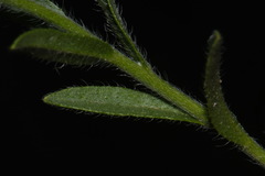 Lappula occidentalis occidentalis