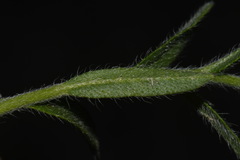 Lappula occidentalis occidentalis