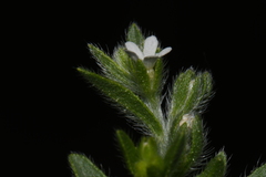 Lappula occidentalis occidentalis