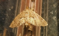 Hymenia