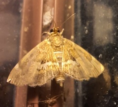 Hymenia