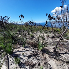 Haemodorum corymbosum