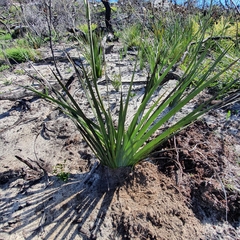 Haemodorum corymbosum