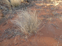 Eragrostis eriopoda