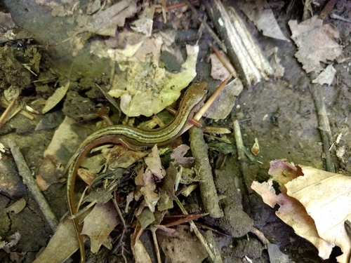 Eurycea aquatica