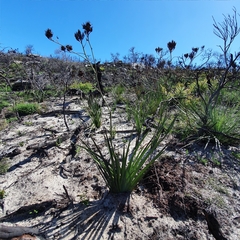Haemodorum corymbosum