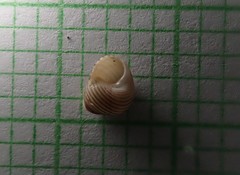 Roseaplagis rufozona