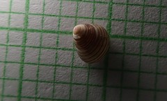 Roseaplagis rufozona