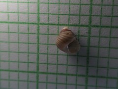 Roseaplagis rufozona