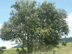 Siphonodon australis