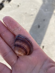 Lamelliconcha concinna