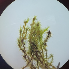 Racomitrium fasciculare