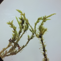 Racomitrium fasciculare