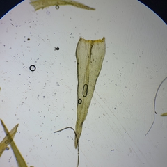 Racomitrium fasciculare