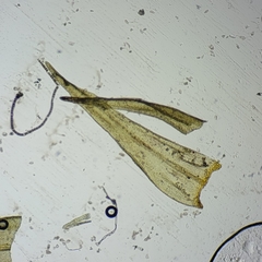 Racomitrium fasciculare