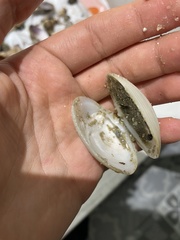 Dosinia dunkeri