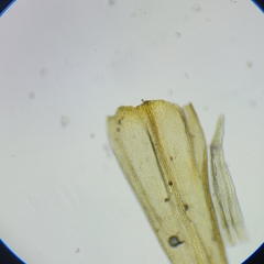 Racomitrium fasciculare