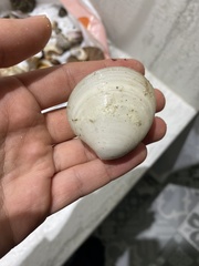 Dosinia dunkeri
