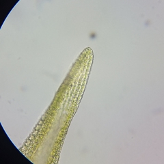 Racomitrium fasciculare
