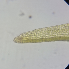 Racomitrium fasciculare