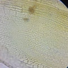 Racomitrium fasciculare